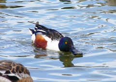 P3880742：ハシビロガモ（オス）_R