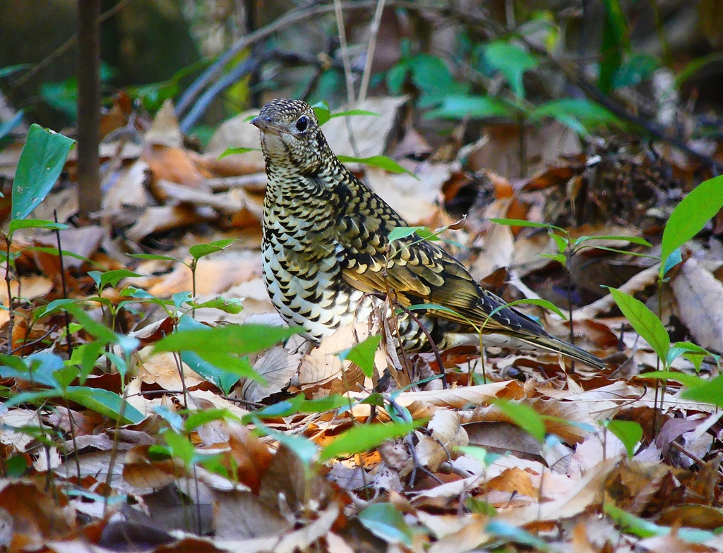 P3680119：トラツグミ_R