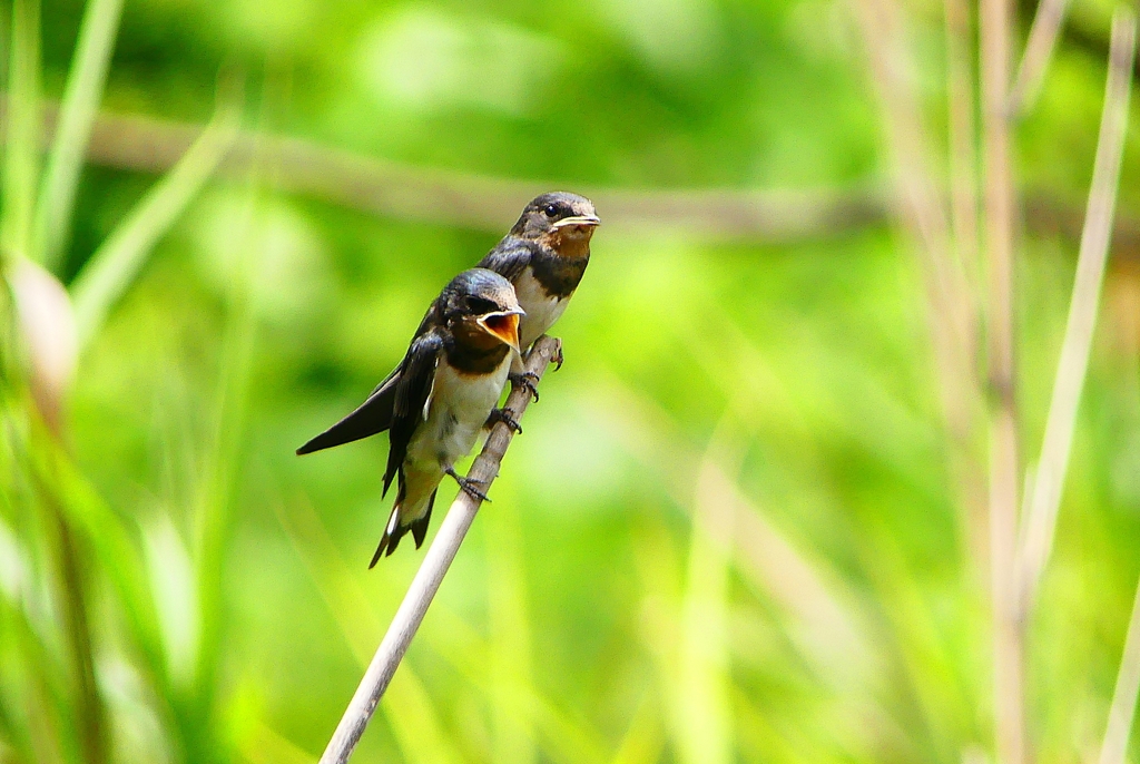 P1010313：ツバメ（幼鳥）_R