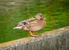 P4480756：マガモ（メス）_R