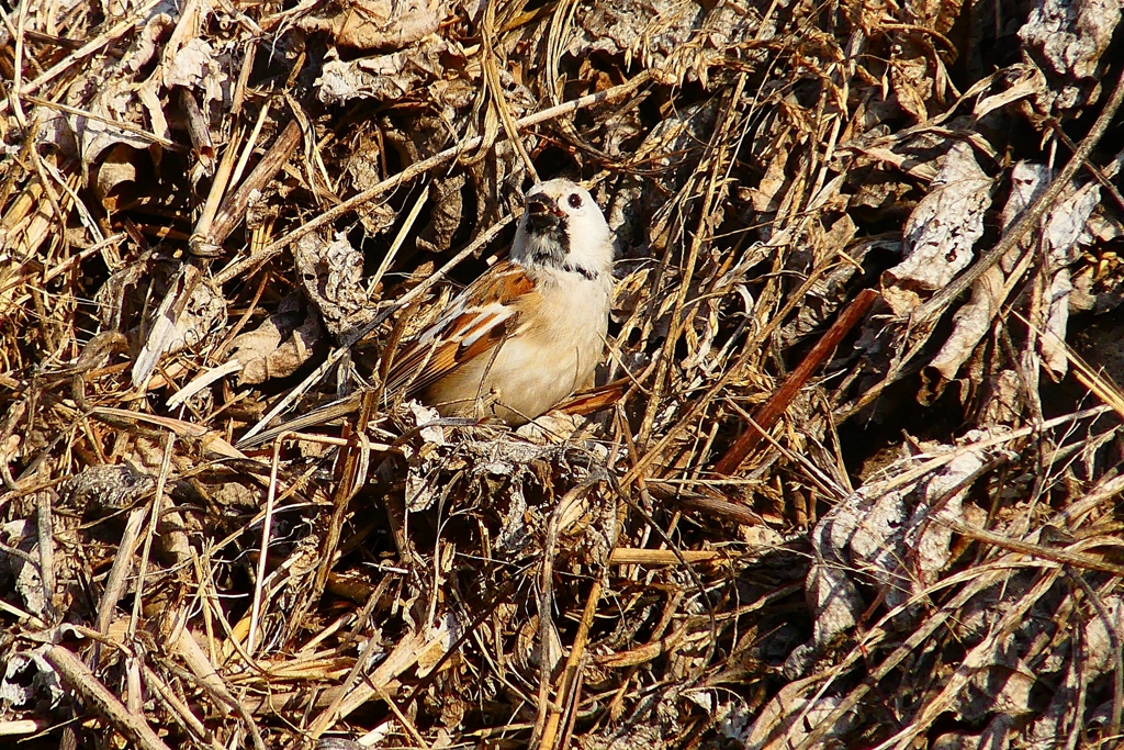 P4660781：白いスズメ_R