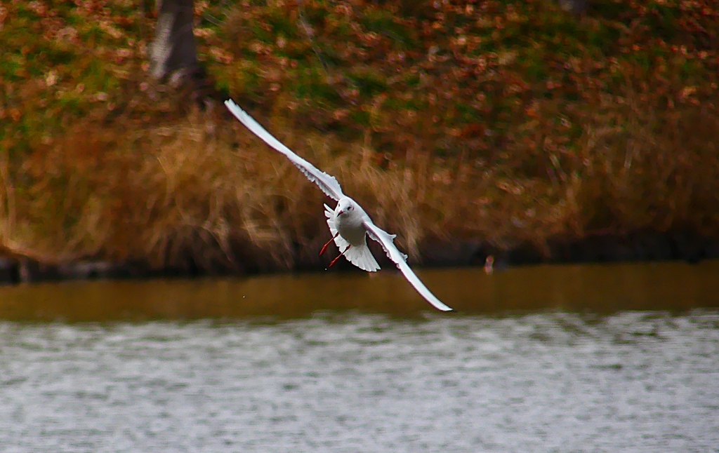 P4700799：飛ぶユリカモメ_R