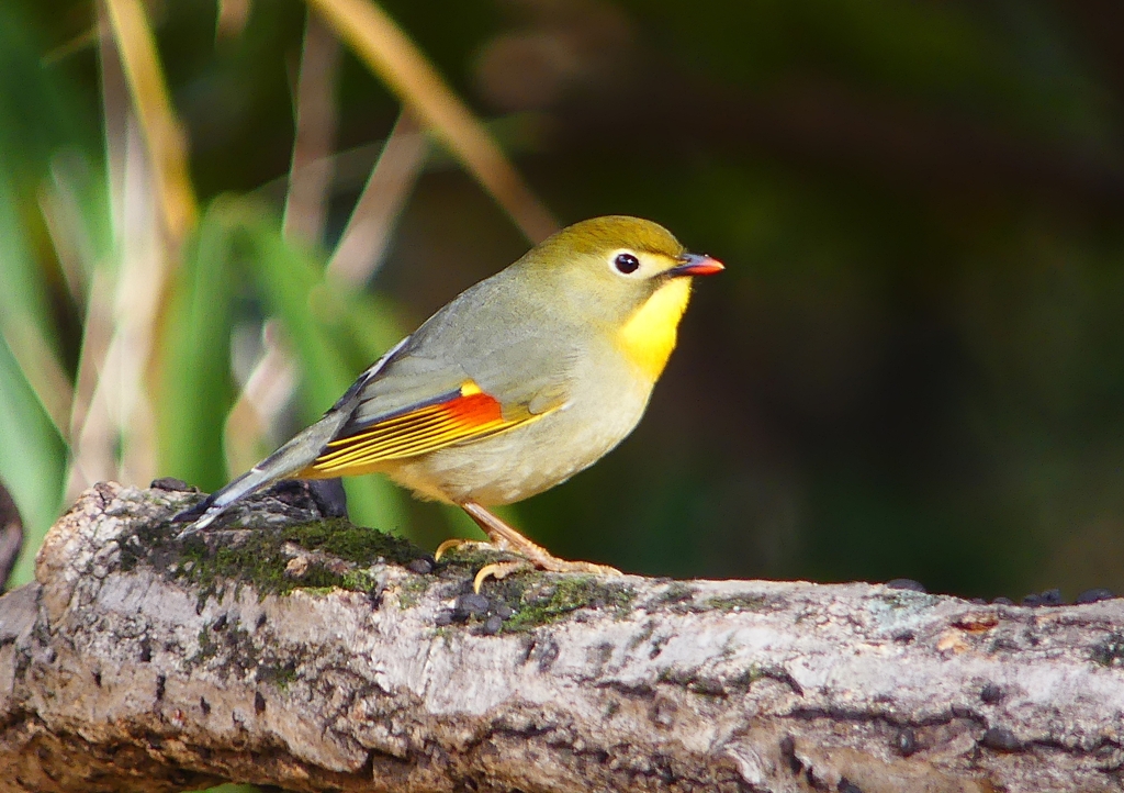 P1550587：ソウシチョウ_R
