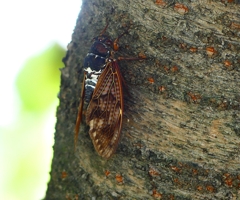 P4280176：アブラゼミ_R
