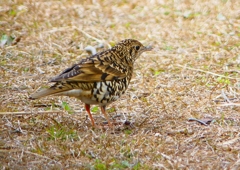 P1760059：トラツグミ_R