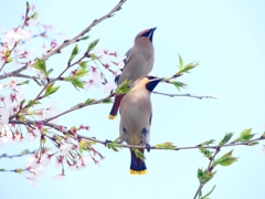 P4000033：桜にキレンジャク_R