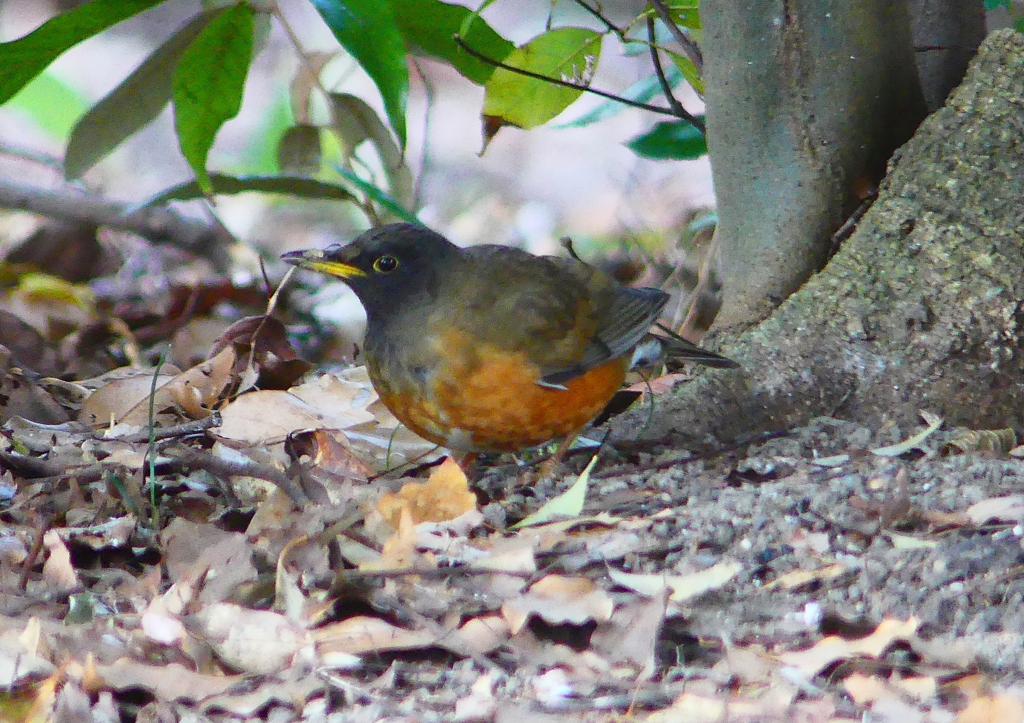 P1770826：オオアカハラ_R