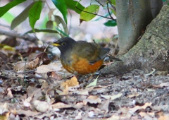 P1770826：オオアカハラ_R