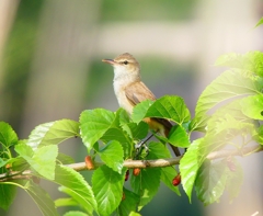 P4990475：オオヨシキリ_R