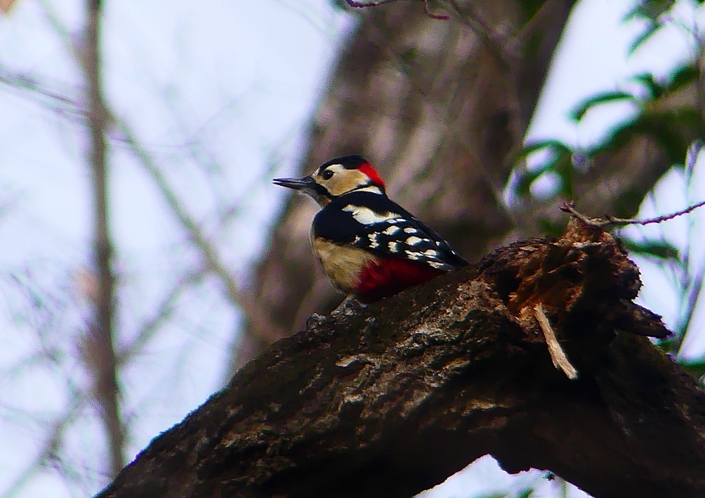 P1650079：アカゲラ（オス）_R
