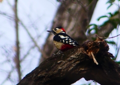 P1650079：アカゲラ（オス）_R