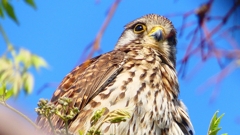 P1980875：チョウゲンボウ-20_R