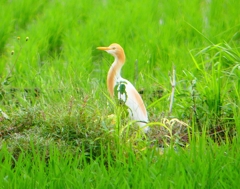 P1030114：アマサギ_R