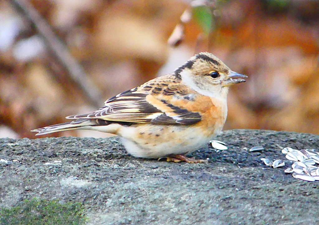 P1710069：アトリ_R