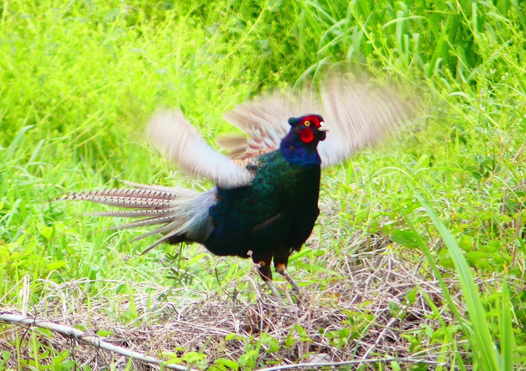 P1970443：キジ（オス）_R