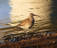 P4950230：チュウシャクシギ_R