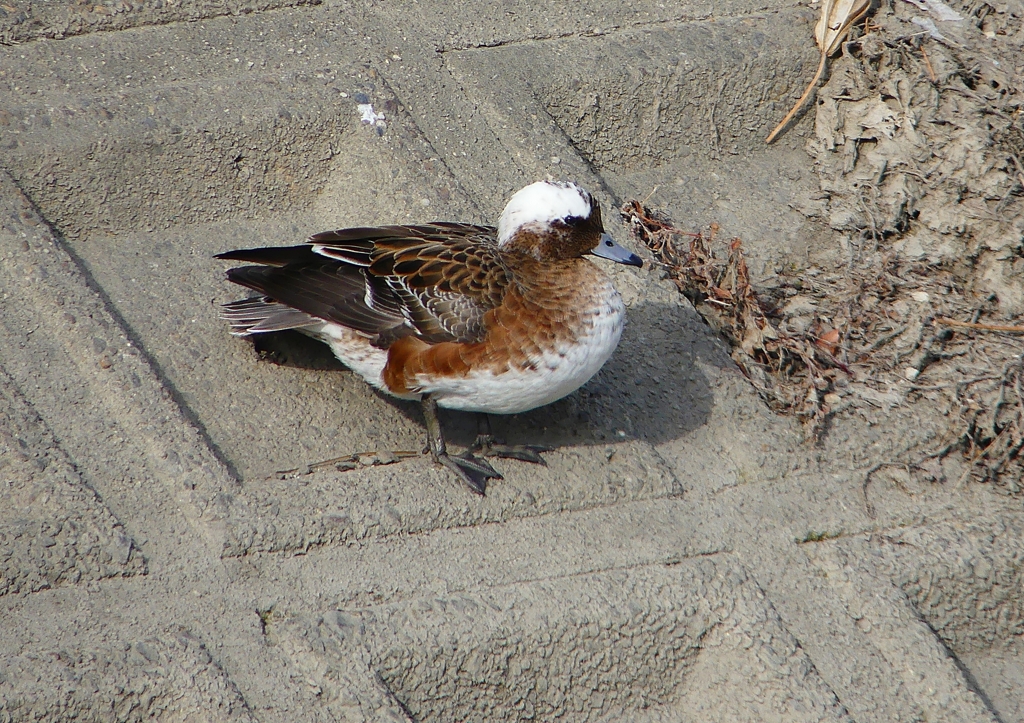 P1580061：頭が白いヒドリガモ_R