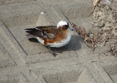 P1580061：頭が白いヒドリガモ_R