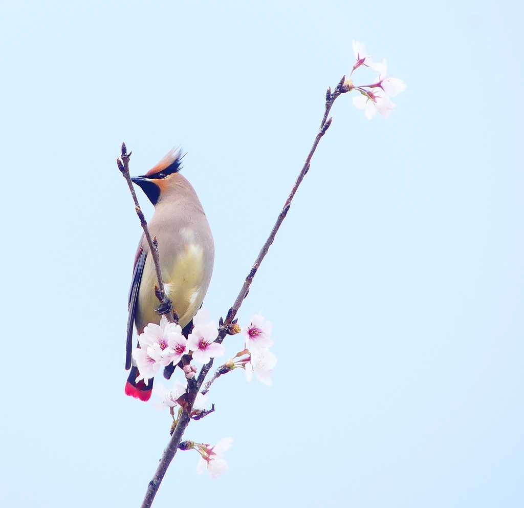 P3960294：桜にヒレンジャク_R