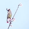 P3960294：桜にヒレンジャク_R