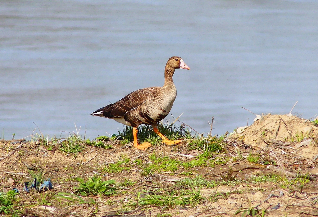 P4860299：マガン_R