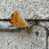 P1230705：コムラサキ_R