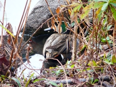 P4700124：トモエガモ（オス）_R