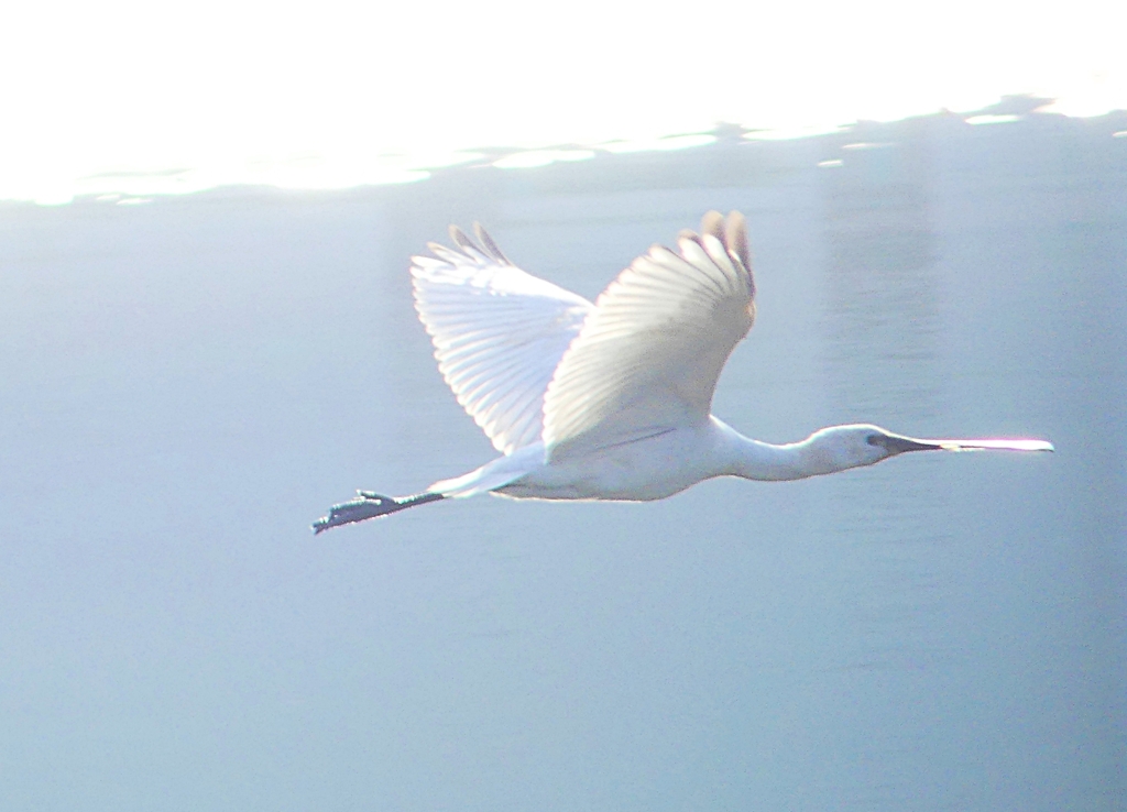 P4470173：ヘラサギ_R