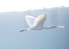 P4470173：ヘラサギ_R