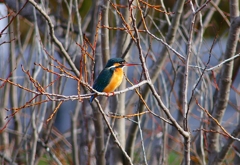 P4770120：カワセミ（メス）_R