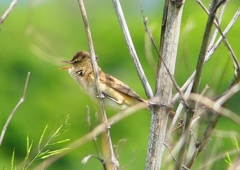 P2000521：オオヨシキリ_R