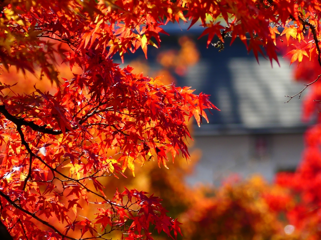 P1030470：永観堂＜京都の紅葉＞_R