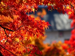 P1030470：永観堂＜京都の紅葉＞_R