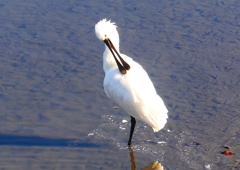 P1690089：ヘラサギ_R