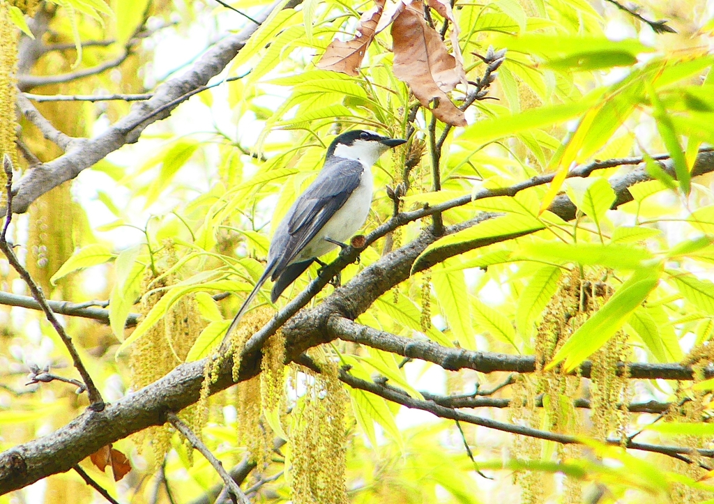 P1930727：サンショウクイ_R