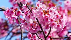 P1900243：桜（ピンク色）_R