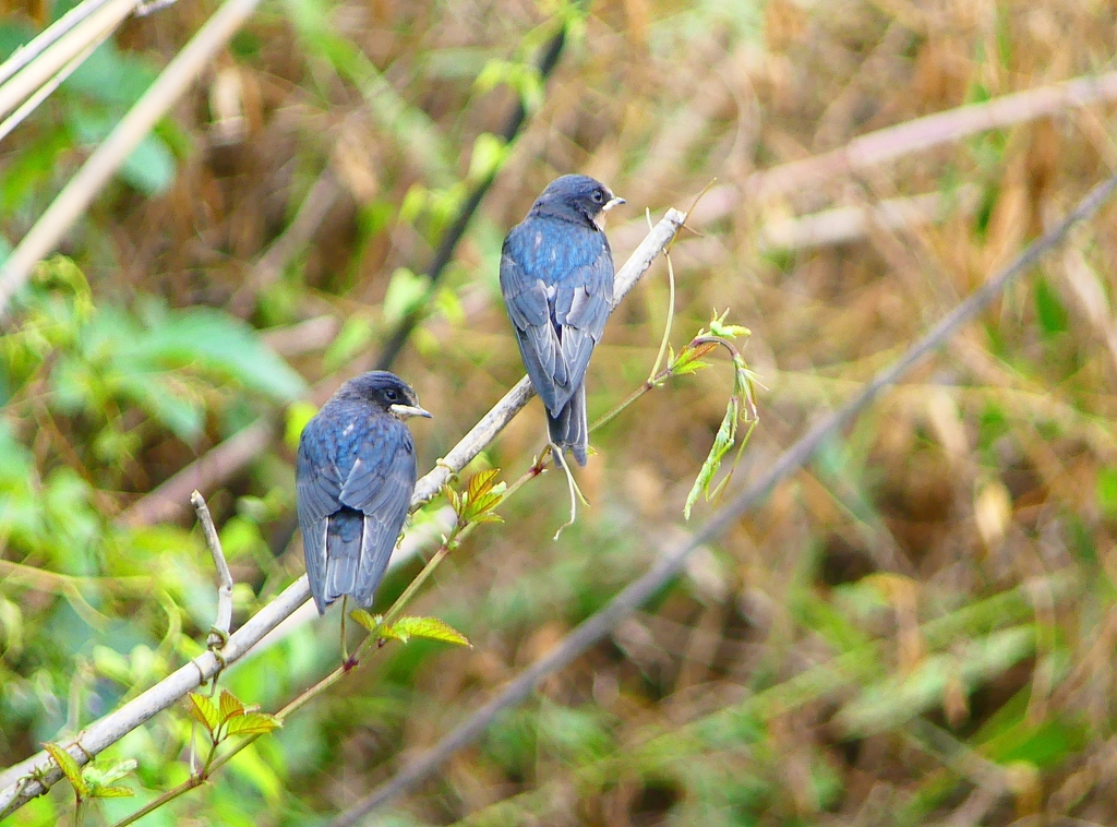 P1010380：ツバメ（幼鳥）_R