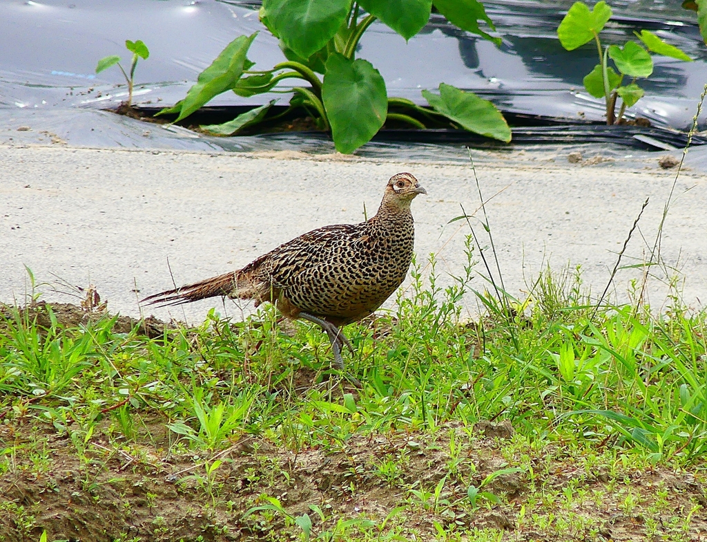 P4200309：キジ（メス）_R