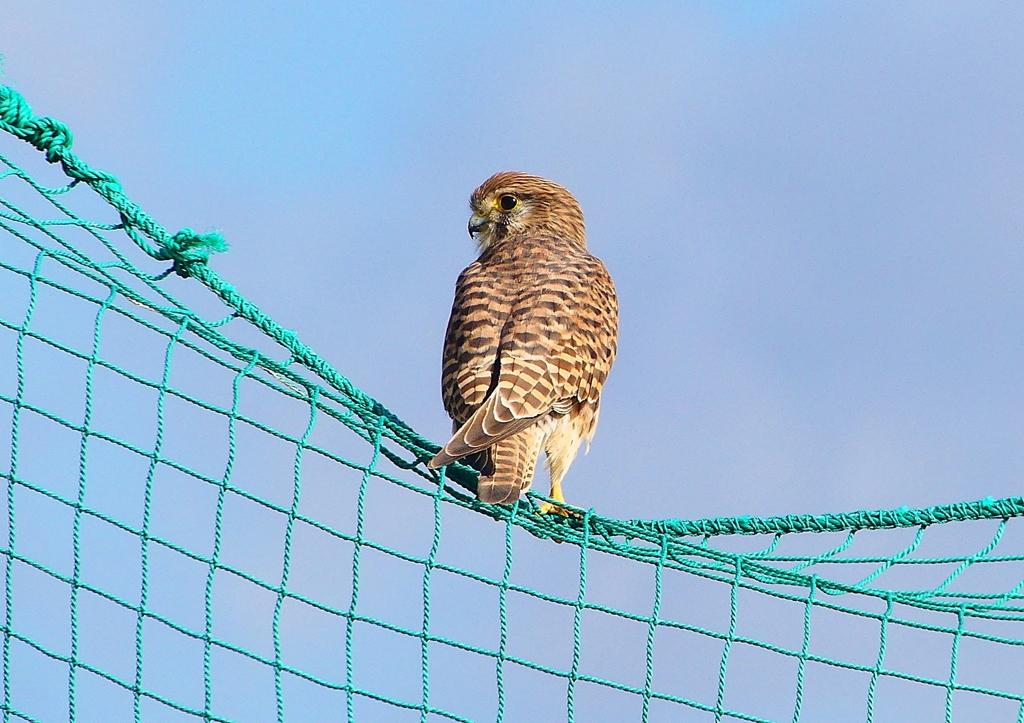 P1380761：チョウゲンボウ_R