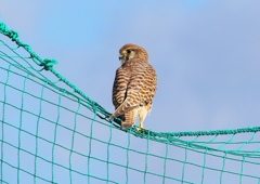 P1380761：チョウゲンボウ_R