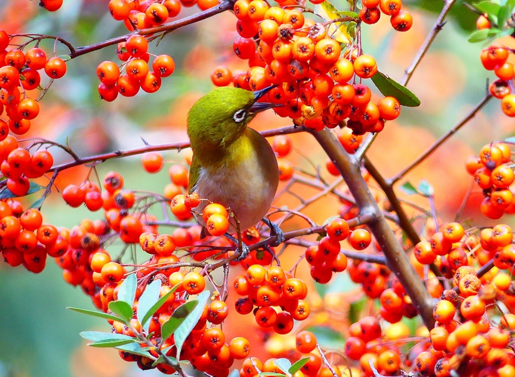 P4740300：メジロ_R