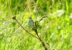 P4970635：セッカ_R