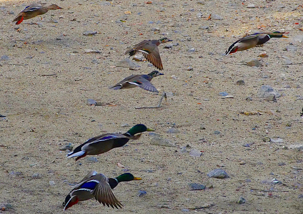 P1600582：トモエガモ、マガモ_R