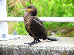P3130804：カワウ＜幼鳥＞_R
