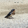P1010043：ツバメ（幼鳥）_R