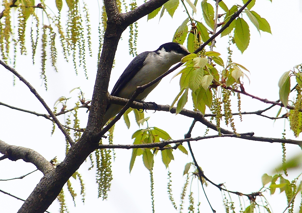 P1940049：サンショウクイ_R