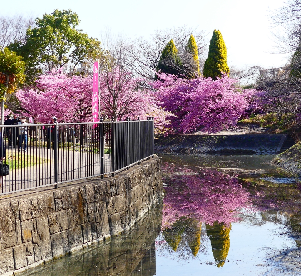 P3900776：河津桜_R