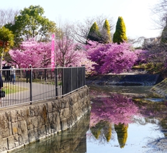 P3900776：河津桜_R