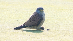 P1990033：チョウゲンボウ-04_R