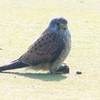 P1990033：チョウゲンボウ-04_R